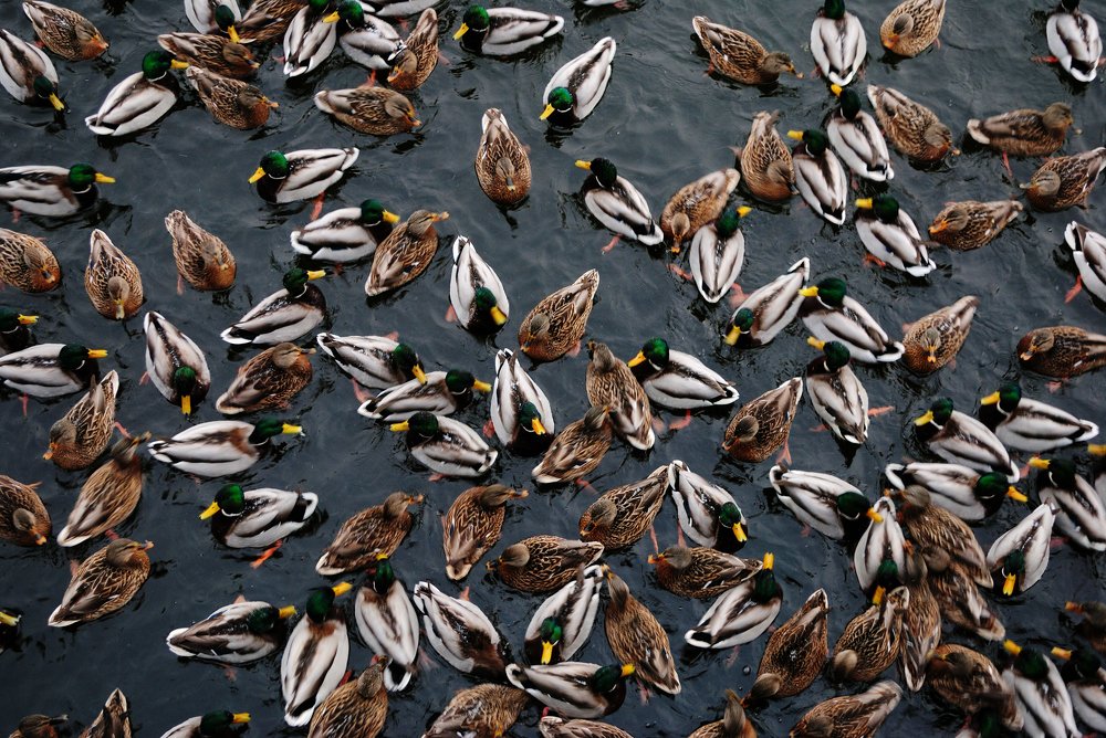 Photograph by Елена Ельцова