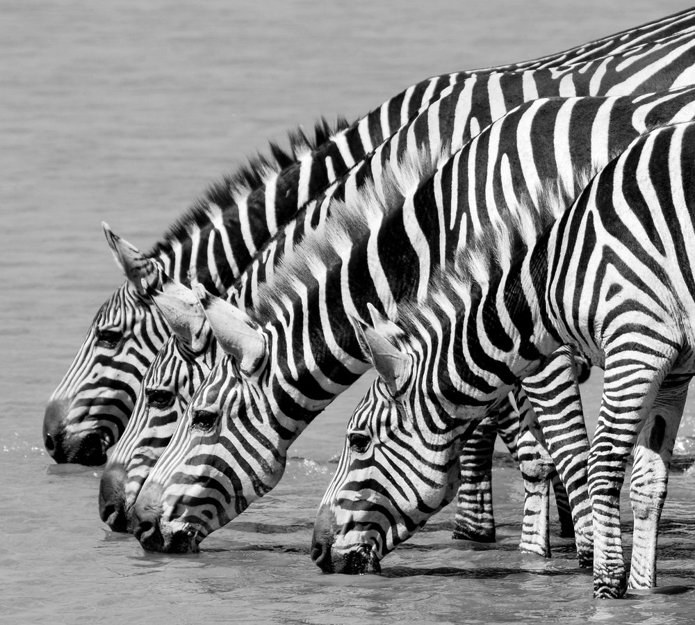 Photograph by Areef Photography