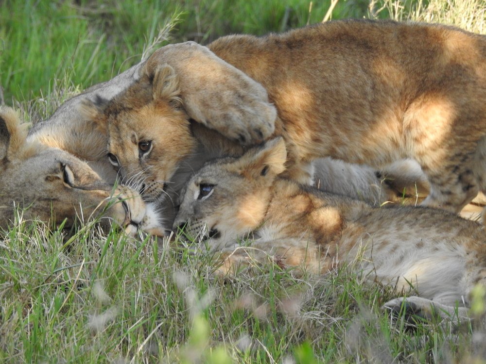 Photograph by Areef Photography