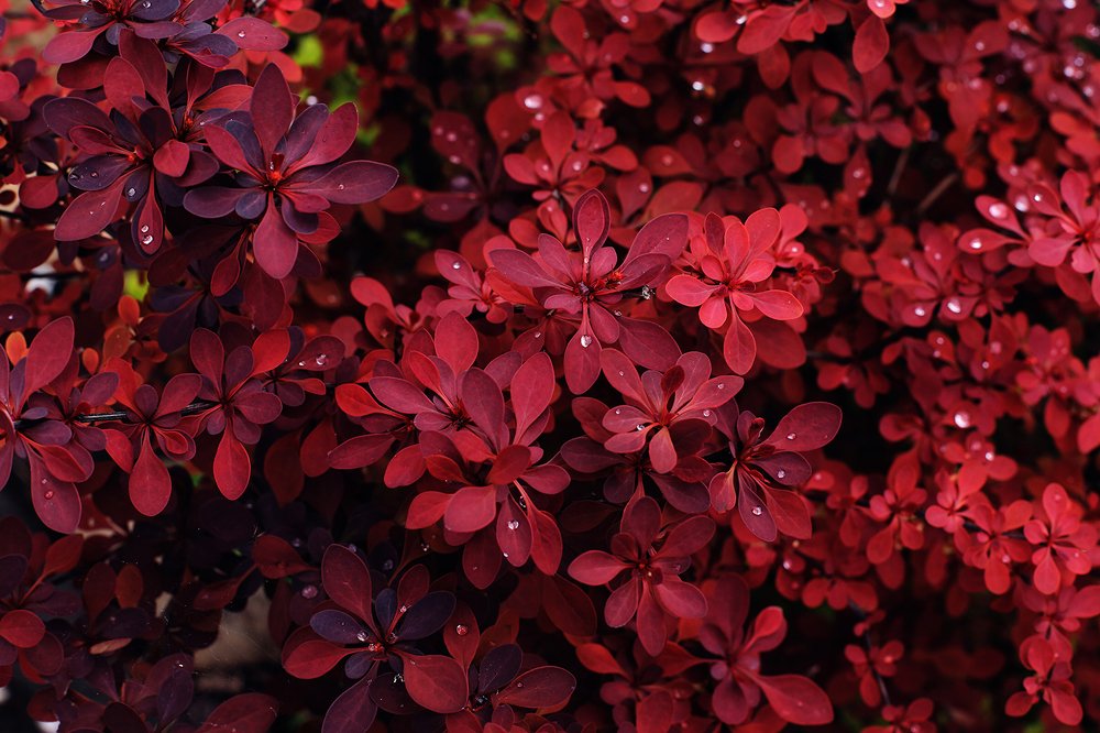 Photograph by Natalya Chumak