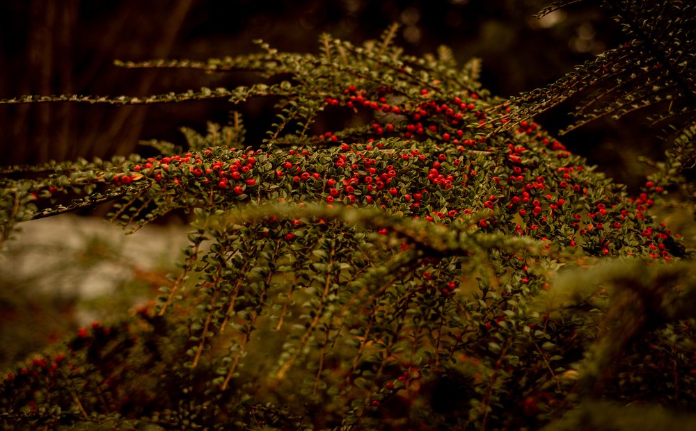 Фотография автора Алеся Кубаткина