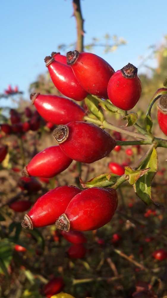 Photograph by Rimma Volchenko