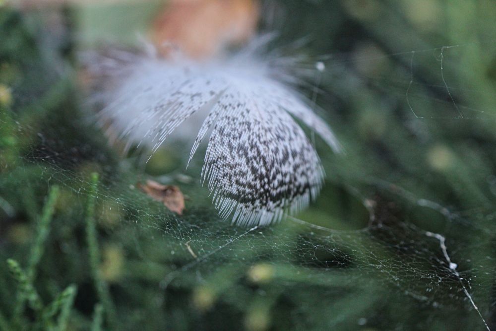 Photograph by Sandor Zoltan Gal