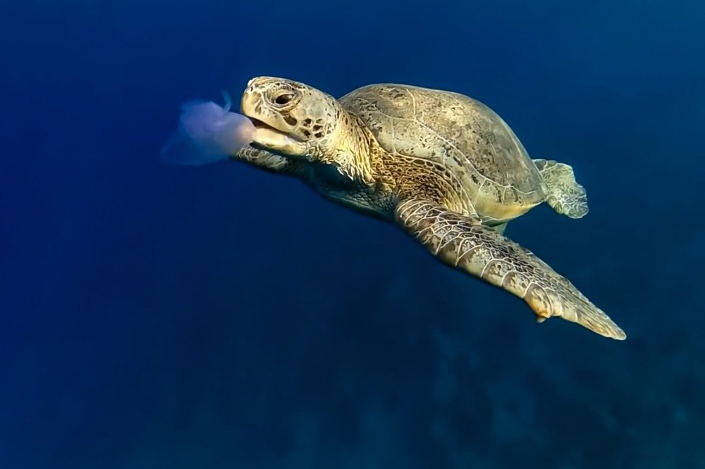 Photograph by Serge Melesan