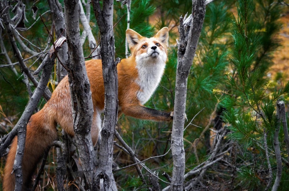Лис на дереве