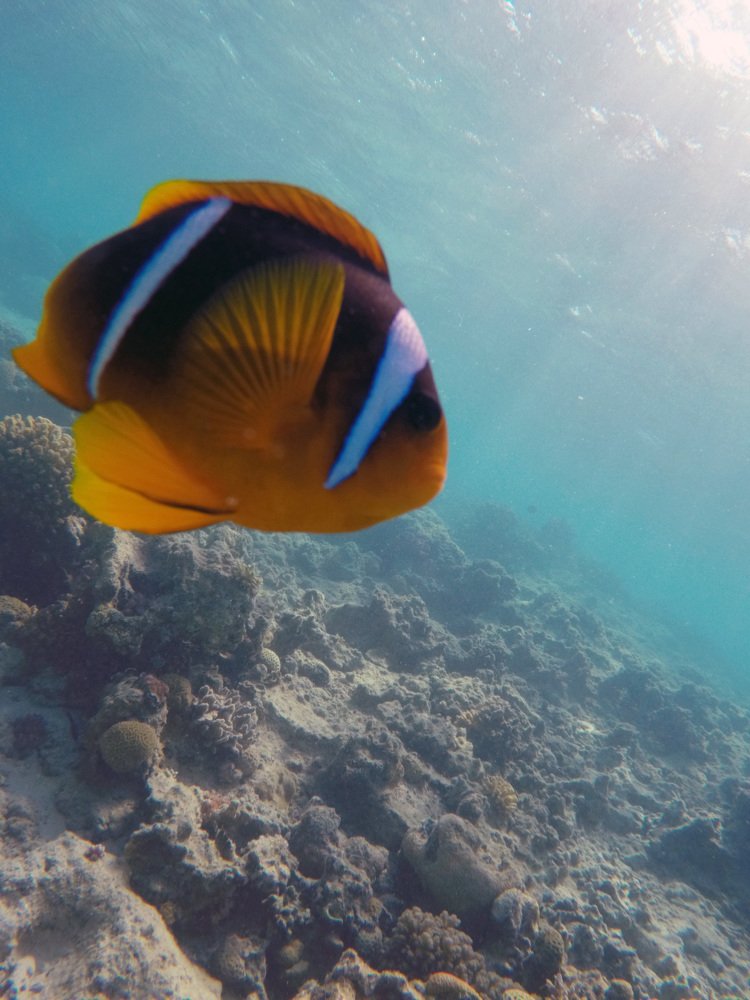 Photograph by OMAR Mourtagy Helal