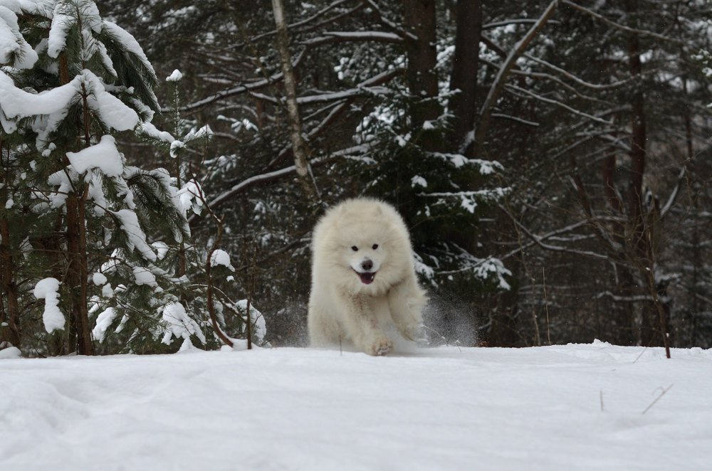 Фотография автора Максим Судас