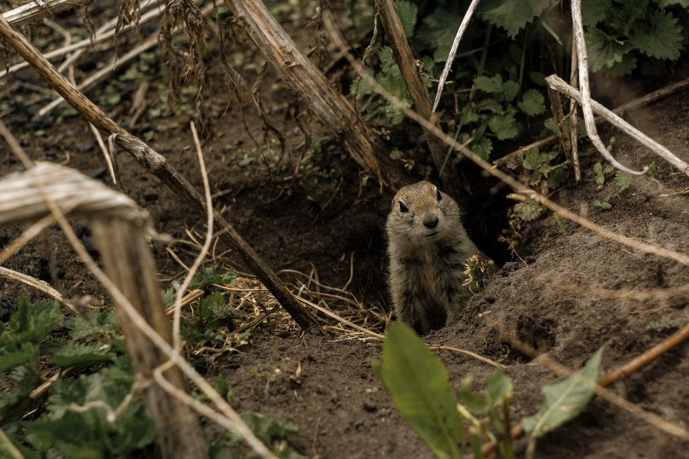 Photograph by Елена Федорова