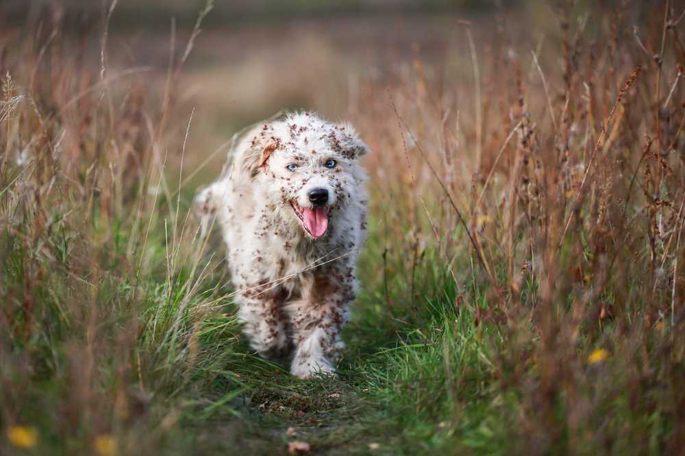 Photograph by Алексей Пирязев