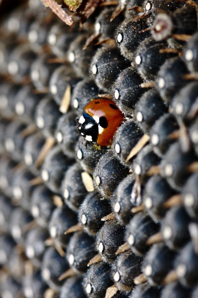 Среда обитания