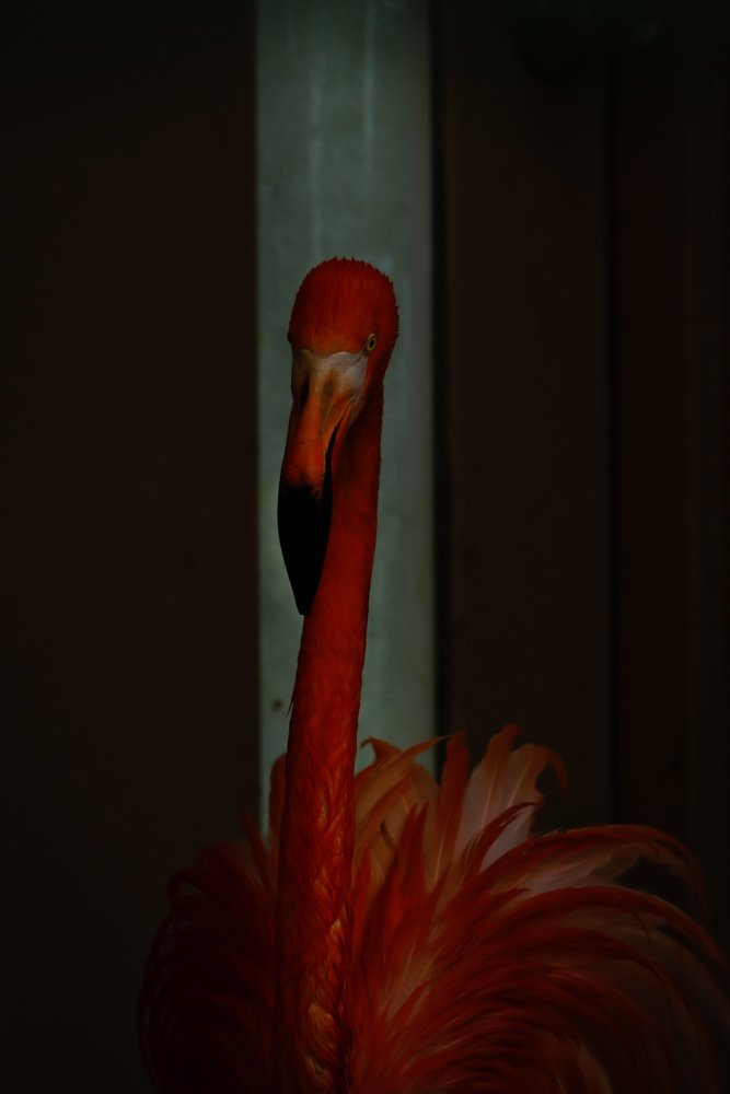 Flamingo in front of the line