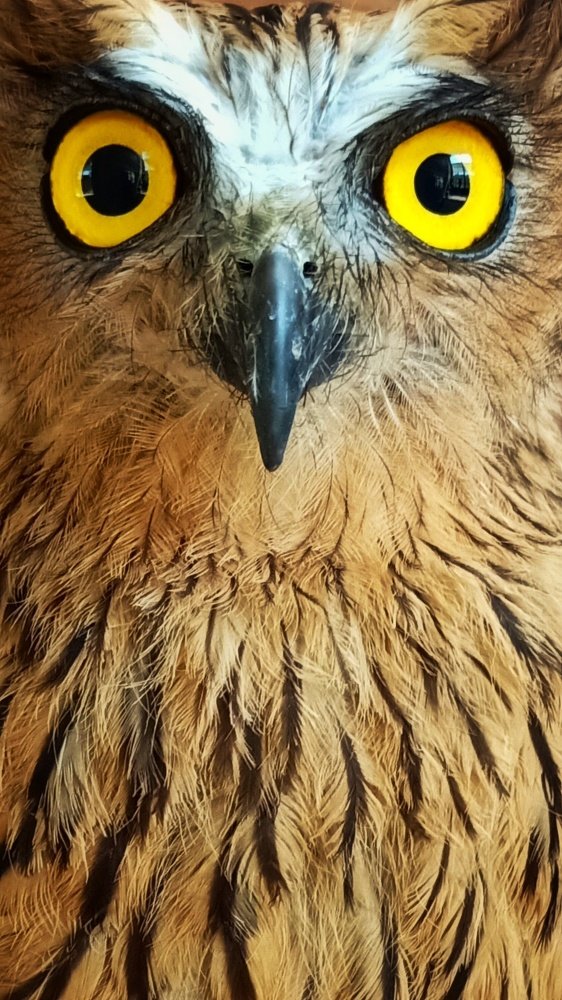 OWL EYES