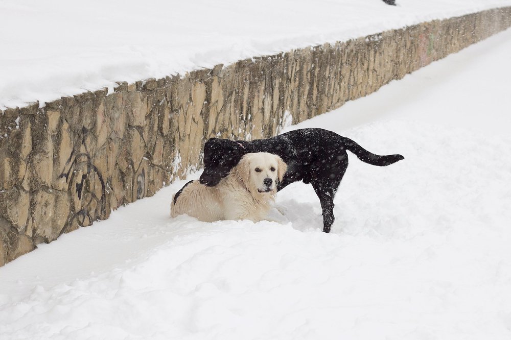 Собаки играются в снегу