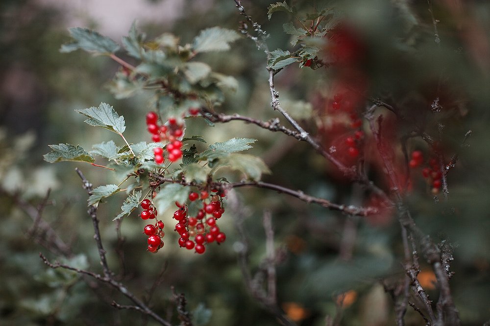 Photograph by Анна Яковлева