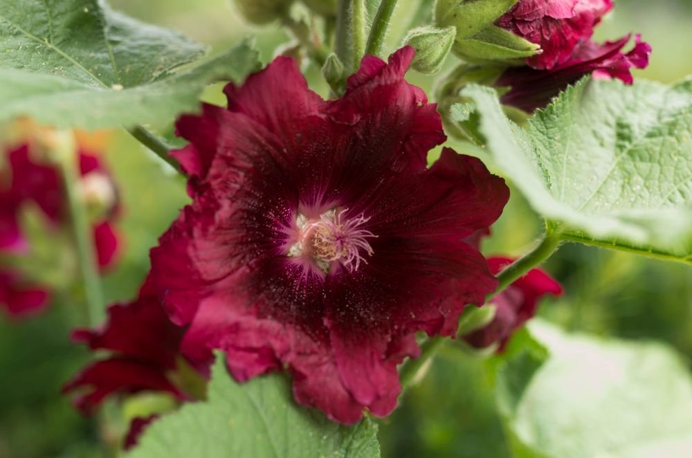 Фотография автора BRANKO BALAŠKO