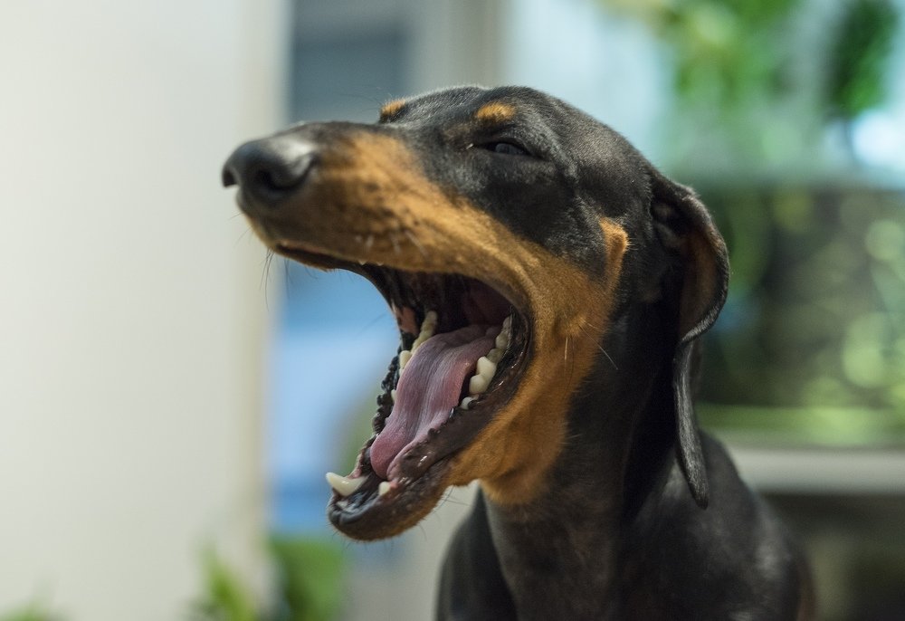 Фотография автора Александр Кременицкий