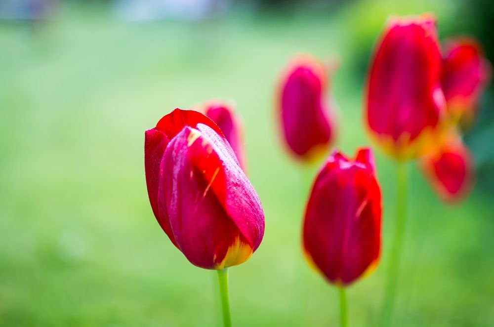 Фотография автора BRANKO BALAŠKO