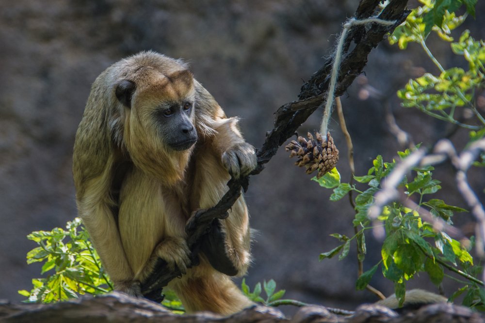 новая игрушка