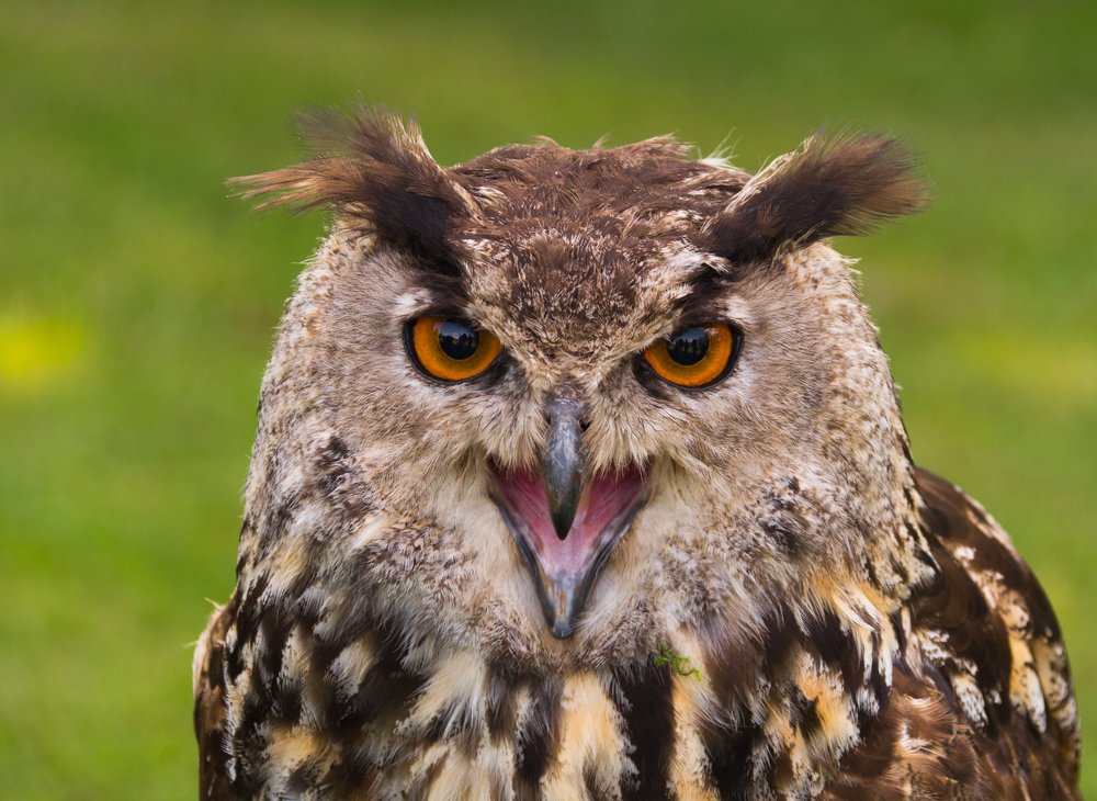 ругающаяся сова