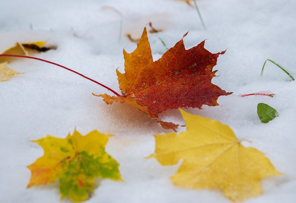 Photograph by Анатолий Плечистый