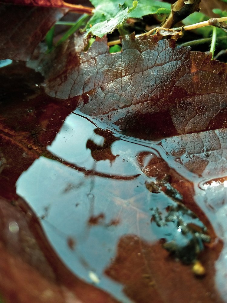 Вода на листочке
