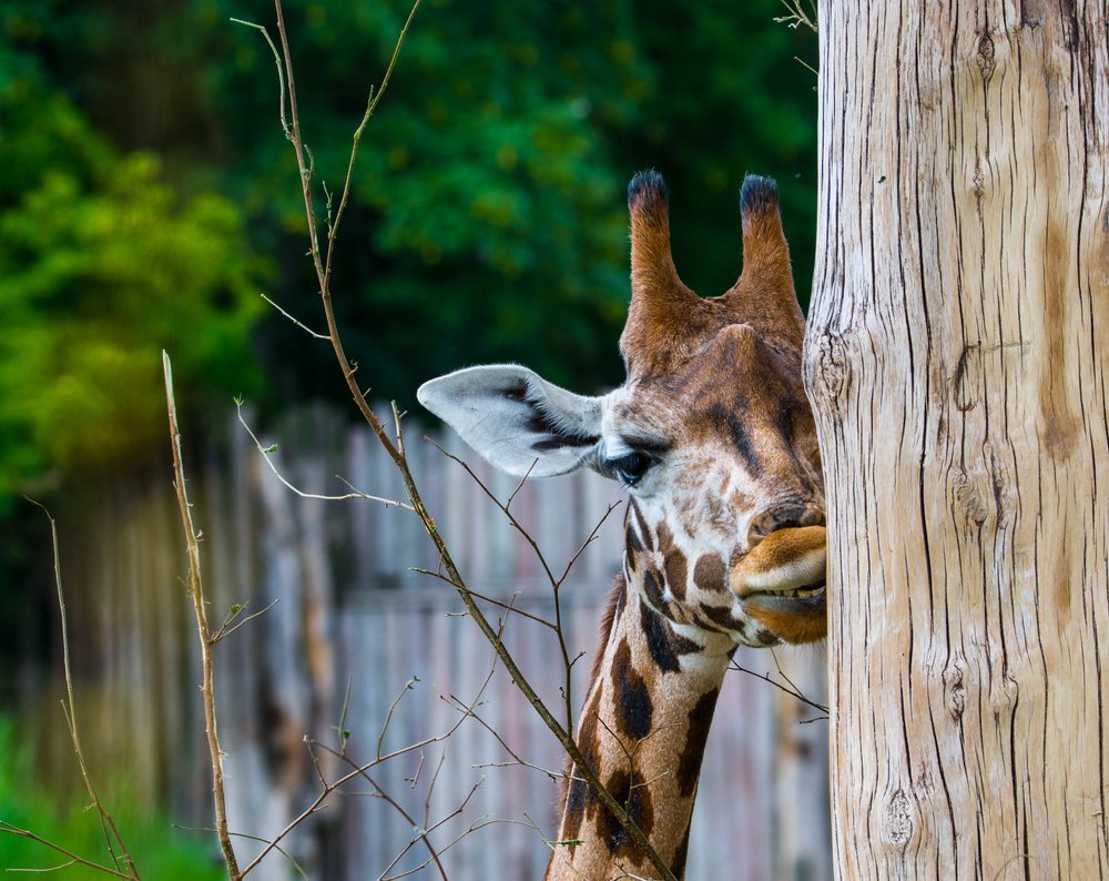 очень вкусно