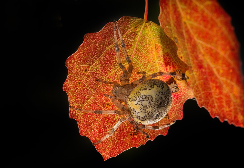 Photograph by Анатолий Плечистый