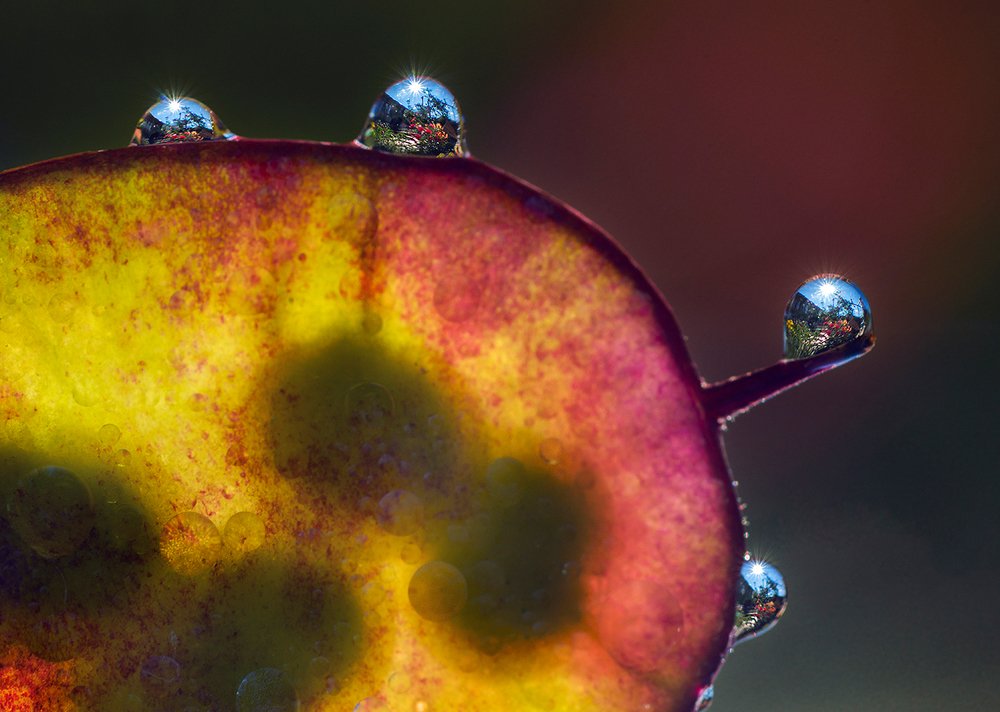 Photograph by Анатолий Плечистый