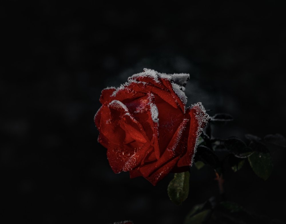 Photograph by Олександр Дмитрук