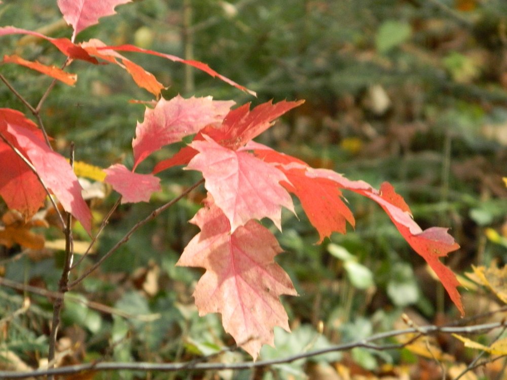 Photograph by Сергей Рапопорт