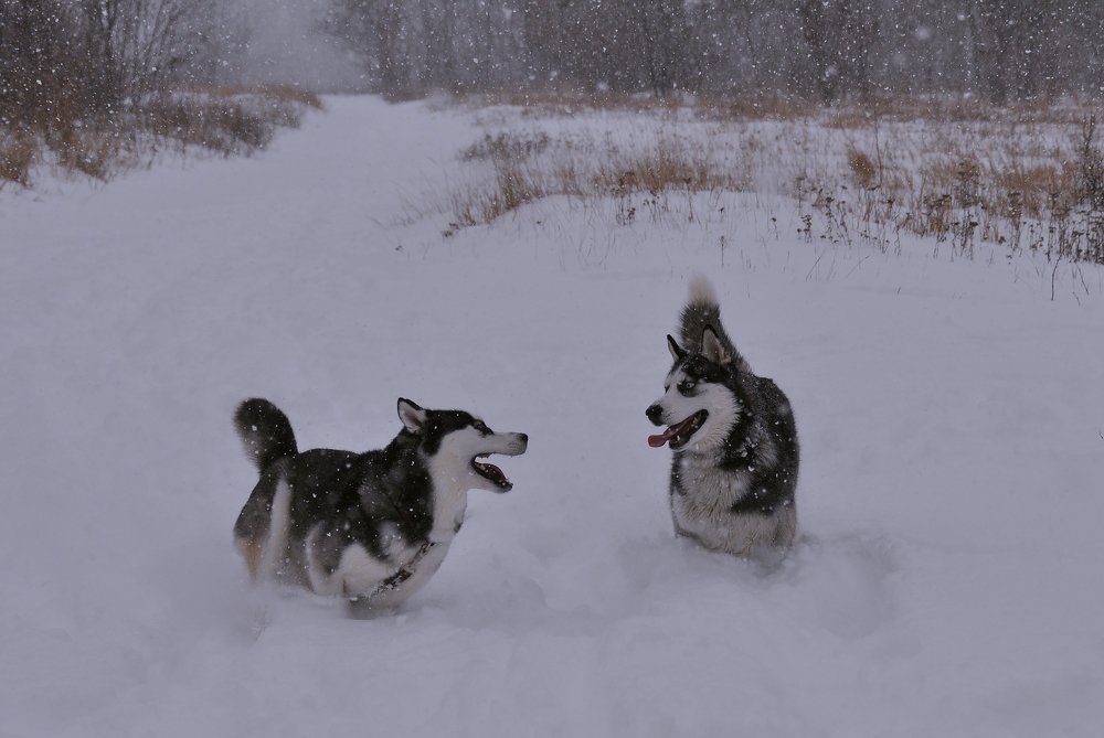 Зимние развлечения...