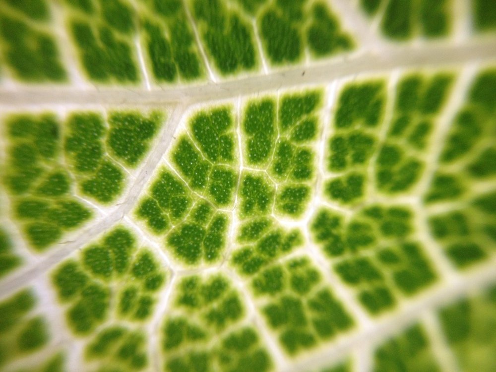 Photograph by Harisankar B