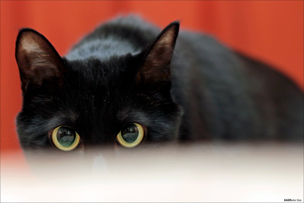 Photograph by Стас Кадрулёв