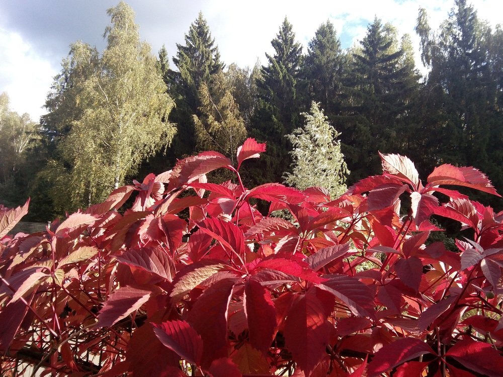 Photograph by Светлана Куницына