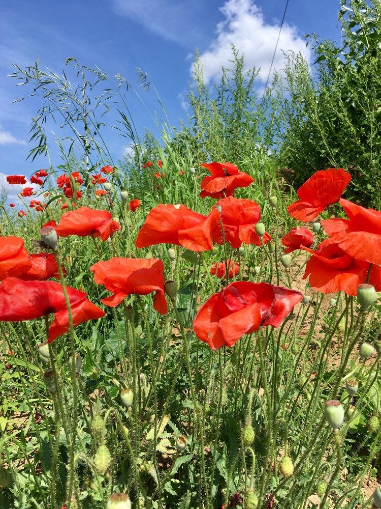 Photograph by Наталья Скиданова