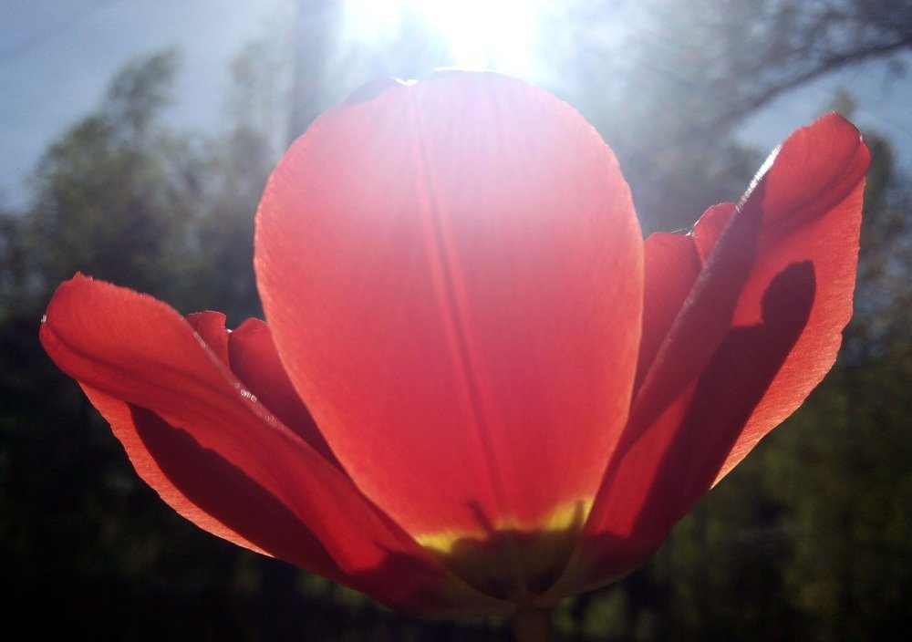 Photograph by Светлана Куницына