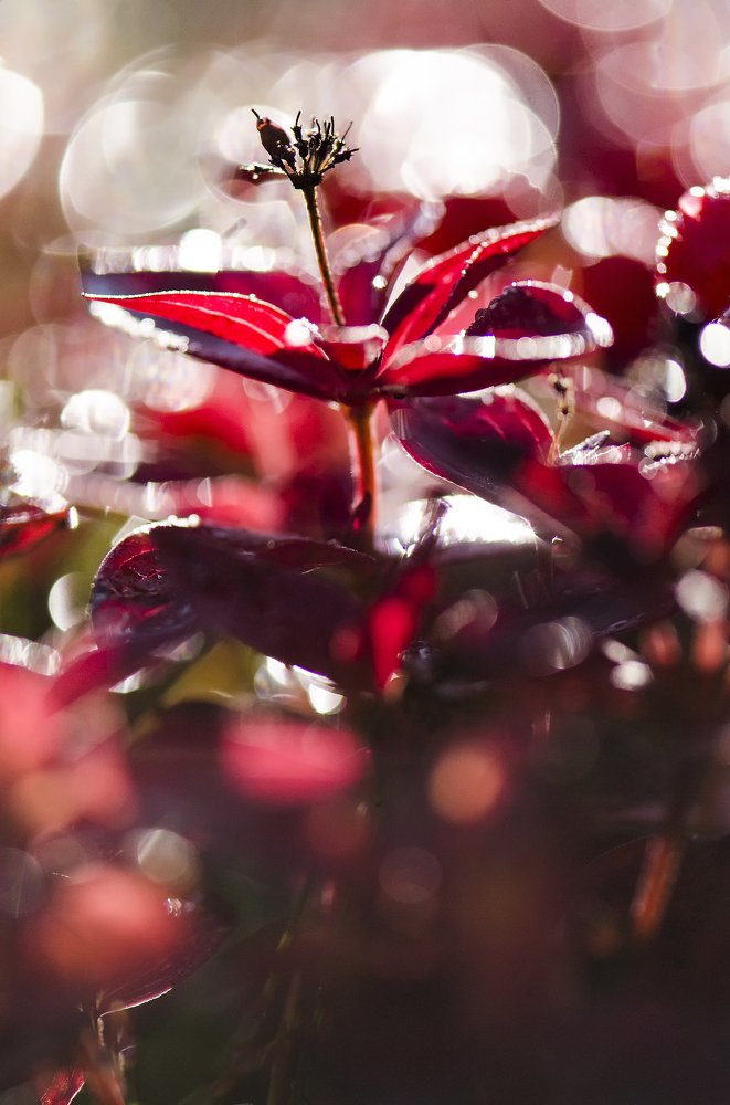 Дерен шведский