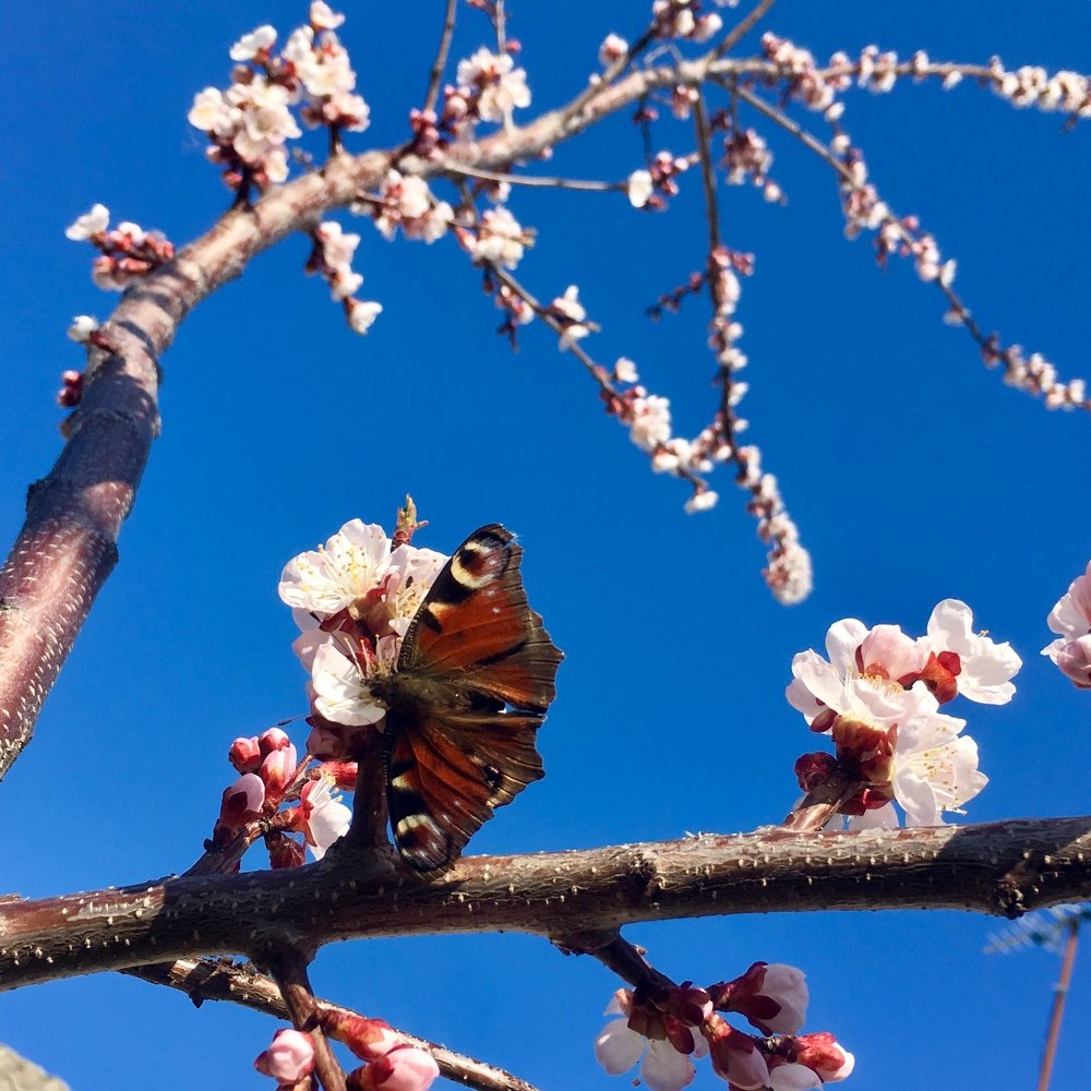 Photograph by Валентина Широбокова