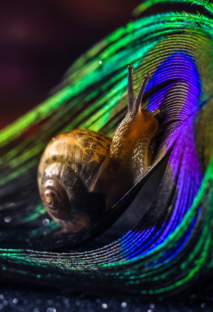 ..в поисках павлина..