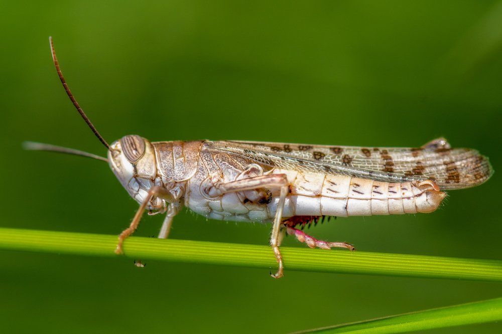 Locust portrait