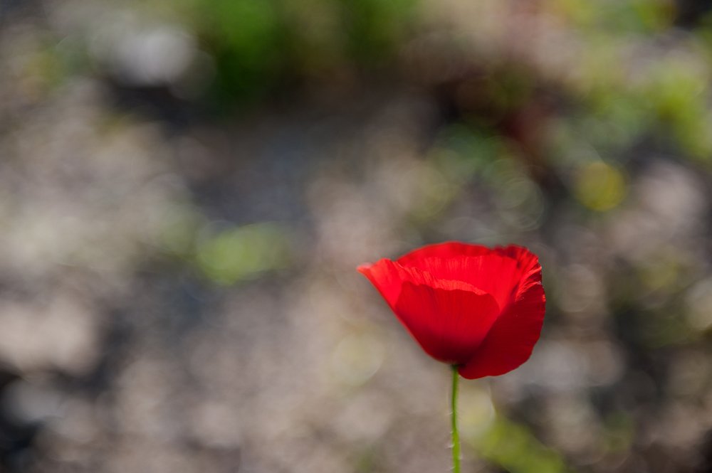 Photograph by Irina Grigoryeva