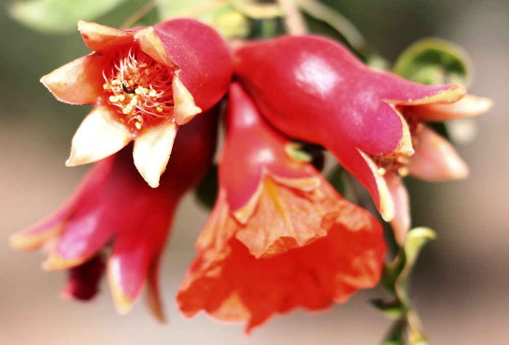 The young  Pomegranate