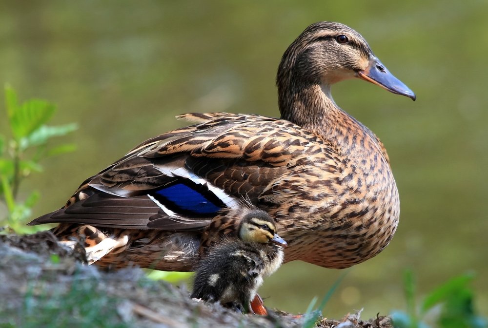 Как большой