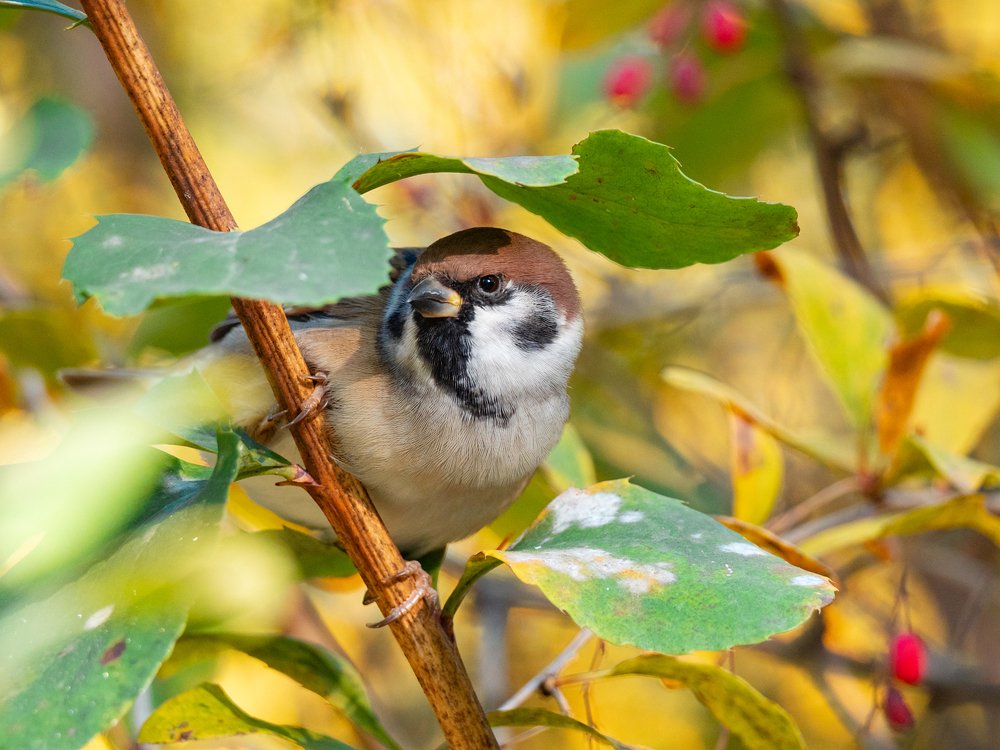 Фотография автора Aleksa Torri