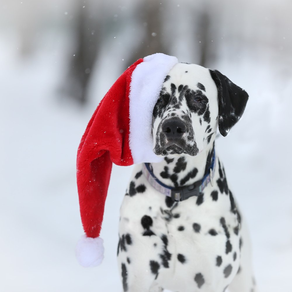 Фотография автора Елена Баврина