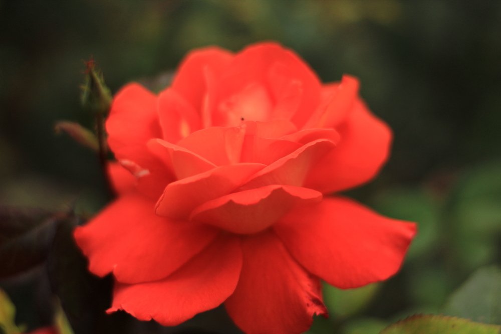 Фотография автора Аяужан Утеулинова