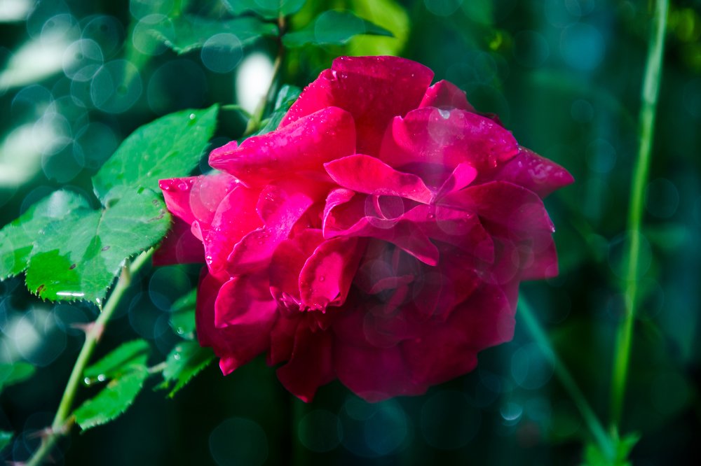 Photograph by Олександр Михайлов