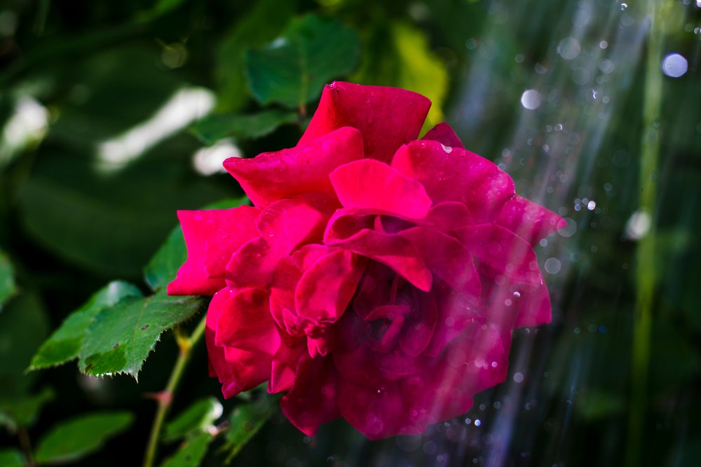 Photograph by Олександр Михайлов