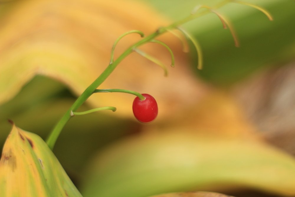 Фотография автора Аяужан Утеулинова