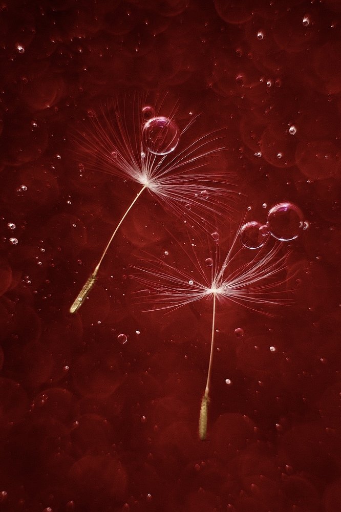 Я подарю тебе мир